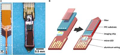 Simultaneous CMOS-Based Imaging of Calcium Signaling of the Central Amygdala and the Dorsal Raphe Nucleus During Nociception in Freely Moving Mice